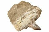 Mosasaur (Prognathodon) Tooth In Jaw Section #270573-2